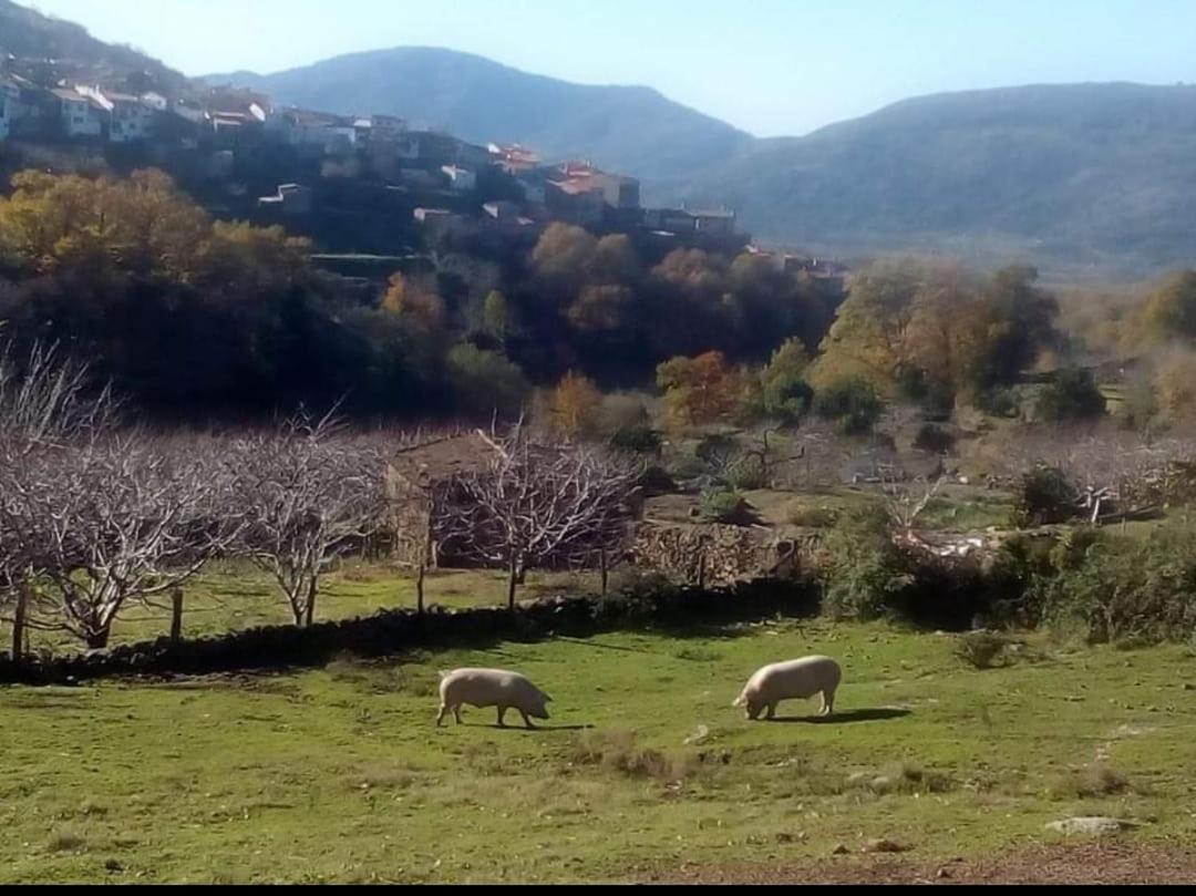 El Nido, Casa Rural Касас-дель-Кастаньяр Экстерьер фото
